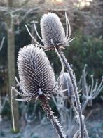 zaden Dipsacus sylvestris, Verzenden, Voorjaar, Volle zon, Zaad