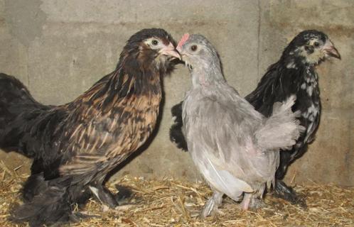 jonge ukkelse baardkrielen, Dieren en Toebehoren, Pluimvee, Kip, Meerdere dieren