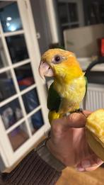 totaal 650, Geslacht onbekend, Parkiet