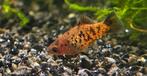 koi/calico platies - platy - platies - calico platy, Vis, Zoetwatervis, Schoolvis