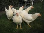 Witte Leghorn kippen en Bruine Barnevelder kippen, Vrouwelijk, Kip