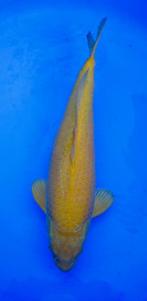 Diverse Japanse koi karper | Koikarpers  | Nisai vissen, Dieren en Toebehoren, Vissen | Vijvervissen, Karper of Koi
