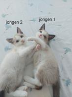 Laaste twee jongen (snowshoe) kittens, Dieren en Toebehoren, Meerdere dieren