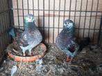 Prachtig koppel show tipplers, Dieren en Toebehoren, Meerdere dieren