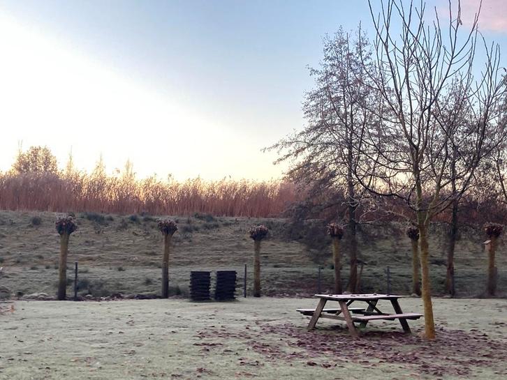 Knotwilgen te koop (8 jaar oud, stamomtrek 80-90cm), Tuin en Terras, Planten | Bomen, Overige soorten, 100 tot 250 cm, Volle zon