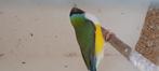 Gouldamadine koppel 2024/25, Dieren en Toebehoren, Vogels | Overige Vogels, Meerdere dieren, Tropenvogel, Geringd