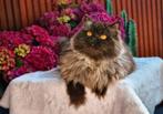 Chokolaa  poesje, Poes, Gechipt, 3 tot 5 jaar