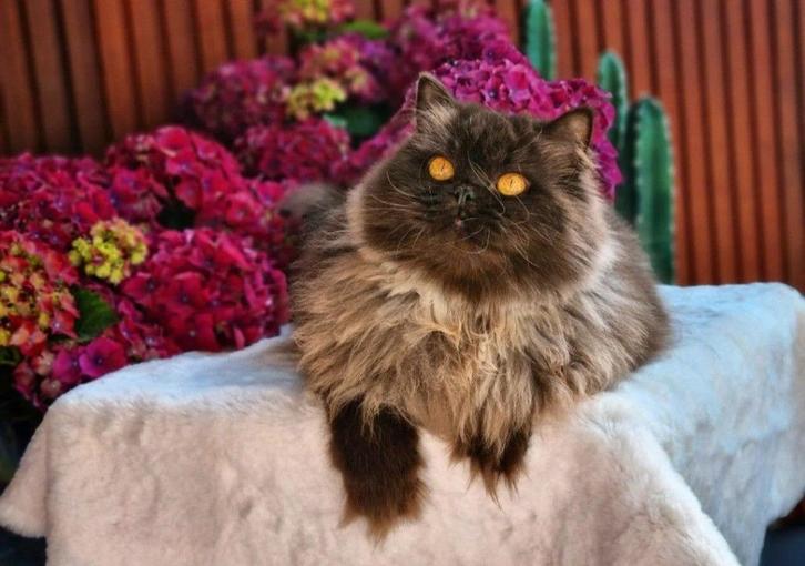 Chokolaa  poesje, Dieren en Toebehoren, Katten en Kittens | Raskatten | Korthaar, Poes, 3 tot 5 jaar, Gechipt, Ontwormd, Ingeënt