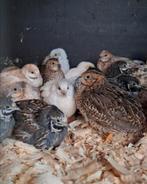 Chinese dwergkwartel, Meerdere dieren, Overige soorten