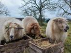 Wei te huur gezocht, Dieren en Toebehoren, Schapen, Geiten en Varkens, Meerdere dieren, Schaap