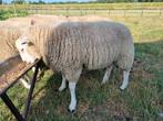 Dekbokken, Vrouwelijk, Schaap