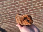 Cavia borstel beertje rood, Cavia, Mannelijk, November, Tam