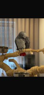 Te koop koppel grijze roodstaarten kijk snel !!!, Dieren en Toebehoren, Vogels | Parkieten en Papegaaien, Meerdere dieren, Papegaai