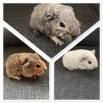 Cavia beertjes agouti/ california, Dieren en Toebehoren, Knaagdieren, Cavia, Mannelijk, Tam, Oktober