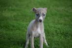 Whippet pups hier bij ons geboren, België, Whippet, 8 tot 15 weken, Meerdere