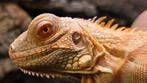 Leguaan Red Albino, zeldzaam waarschijnlijk man, Dieren en Toebehoren, Hagedis, Met terrarium, 0 tot 2 jaar