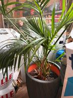 Grote palm met pot (145cm), Huis en Inrichting, Kamerplanten, Ophalen, 100 tot 150 cm, Palm, Halfschaduw