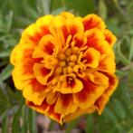 Je eigen verhaal. Gratis oefen-sessie, Boeken, Ophalen of Verzenden