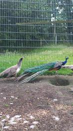 Pauwen, Dieren en Toebehoren, Pluimvee, Meerdere dieren, Overige soorten