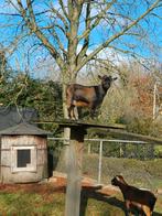 Dwerggeit dekbok, Mannelijk, Geit