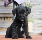 Prachtige dwerg poedel x pups, CDV (hondenziekte), 8 tot 15 weken, Meerdere, Meerdere dieren