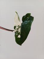 Syngonium Albo Variegata stek, Huis en Inrichting, Kamerplanten, Overige soorten, Minder dan 100 cm, Ophalen of Verzenden, Halfschaduw