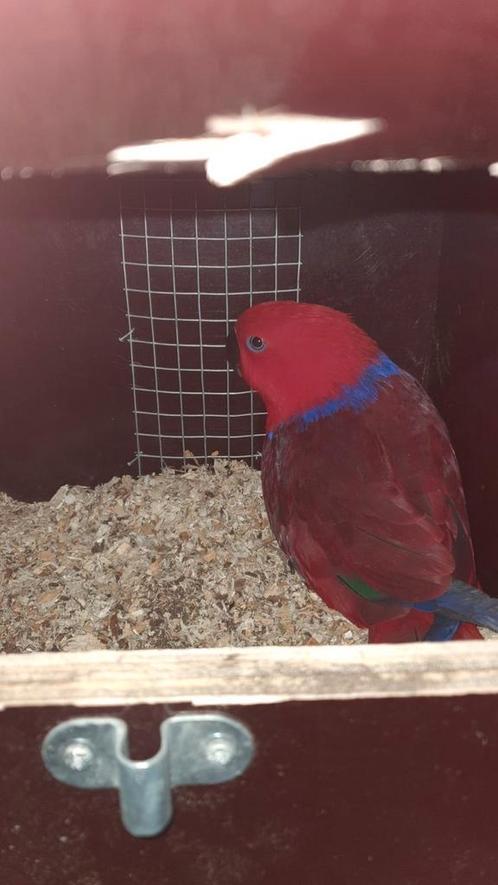 Gezocht, Dieren en Toebehoren, Vogels | Parkieten en Papegaaien, Papegaai, Meerdere dieren, Tam