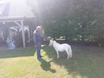 Super mooi miniatuur paardje, Merrie, 0 tot 2 jaar, A pony (tot 1.17m), Gechipt