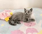 Britse Korthaar kittens Geënt & Gechipt, Dieren en Toebehoren, Meerdere dieren, Gechipt, 0 tot 2 jaar