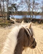 Palomino Tinker Irish cob te koop, Dieren en Toebehoren, Paarden, Minder dan 160 cm, B, Ruin, 7 tot 10 jaar