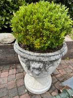 Klassieke tuinvaas beton met buxus – 62 cm hoog, Ophalen, Gebruikt