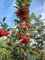 Sorbus aucaparia, lijsterbes, voedselboom, Overige soorten, Lente, 250 tot 400 cm, Ophalen