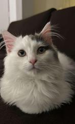 Lieve Maine Coon kater, Dieren en Toebehoren, Katten en Kittens | Raskatten | Langhaar, Kater, Gechipt, 0 tot 2 jaar