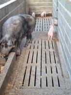 Biggen te koop, Dieren en Toebehoren, Schapen, Geiten en Varkens, Mannelijk, Varken, 0 tot 2 jaar