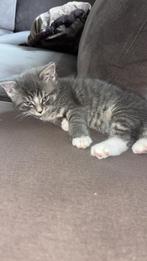 Maine coon kitten, Dieren en Toebehoren, Katten en Kittens | Overige Katten, Kater, Langharig, 0 tot 2 jaar