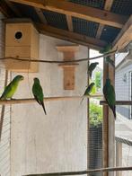 Ruilen, Dieren en Toebehoren, Meerdere dieren, Parkiet, Geringd