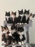 Maine coon kittens, Meerdere dieren, Ontwormd, 0 tot 2 jaar