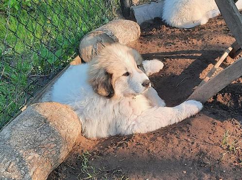 Pyreneese Berghond pup, Dieren en Toebehoren, Honden | Bulldogs, Pinschers en Molossers, Reu, Overige rassen, Fokker | Hobbymatig