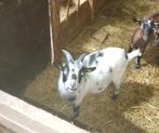 dwergbok geboren voorjaar 2025, Dieren en Toebehoren, Schapen, Geiten en Varkens, Mannelijk, Geit, 0 tot 2 jaar