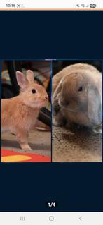 Konijnen, Dieren en Toebehoren, Konijnen