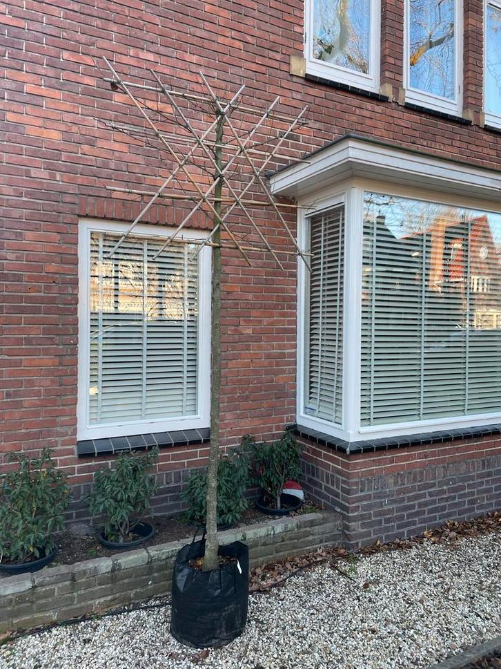 Leisierpeer, stamhoogte 180cm, stamdikte 14/16cm, Tuin en Terras, Planten | Bomen, Leiboom, 100 tot 250 cm, Volle zon, Lente, In pot