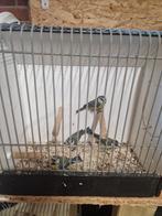 Pimpelmezen, Dieren en Toebehoren, Vogels | Overige Vogels, Meerdere dieren, Wildzangvogel, Geringd