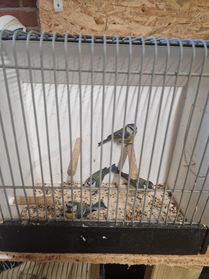 Pimpelmezen, Dieren en Toebehoren, Vogels | Overige Vogels, Wildzangvogel, Meerdere dieren, Geringd