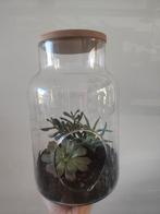 Planten terrarium eco-systeem 2 soorten, Huis en Inrichting, Kamerplanten, Ophalen, Overige soorten, Minder dan 100 cm