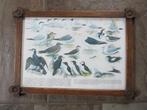 ingelijste schoolplaat met zeevogels, Ophalen of Verzenden, Natuur en Biologie