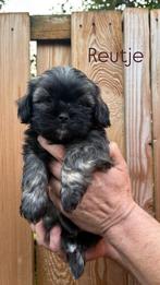 Schattige boomer pups, Dieren en Toebehoren, 8 tot 15 weken, Meerdere, Meerdere dieren, Klein