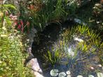 Drijvende zuurstofplanten Krabbescheer, gedoornd hoor blad, Tuin en Terras, Ophalen, Zo goed als nieuw