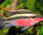 Gezocht: kersenbuik cichlide  paar, Dieren en Toebehoren, Vissen | Aquariumvissen, Vis