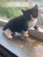 Poesje, Dieren en Toebehoren, Poes, Kortharig, 0 tot 2 jaar