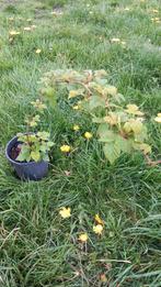 Herfst framboos frambozen, Tuin en Terras, Planten | Tuinplanten, Ophalen, Herfst, Volle zon